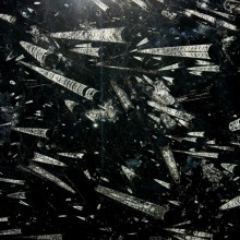 Фоссил Блэк